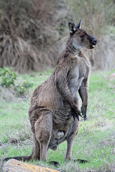 2007 05 08 Kangaroo Island 036-2_DXO.jpg